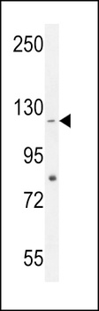 CCDC15 Antibody