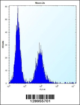 ZC3H8 Antibody
