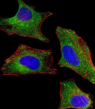 DHCR7 Antibody