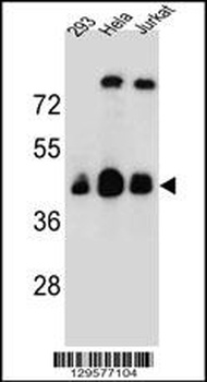 OR4C13 Antibody