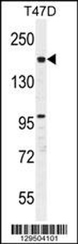 FHAD1 Antibody