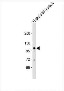 GAS2L2 Antibody