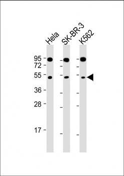SLC16A13 Antibody