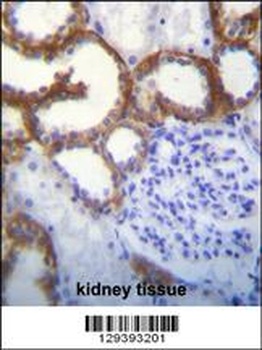 TMEM150B Antibody