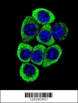 TMEM150B Antibody