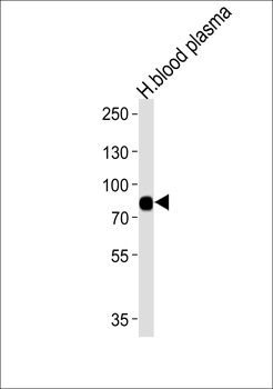 LRRC45 Antibody