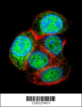 LRTM2 Antibody