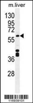 CYP1A2 Antibody