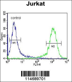 ADCY2 Antibody