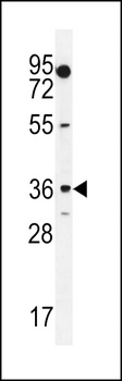 MOGT1 Antibody
