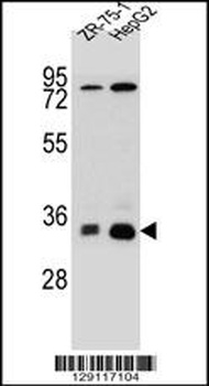 MTHFD2L Antibody