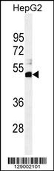 SPDYE1 Antibody