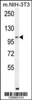 ALDH1L2 Antibody