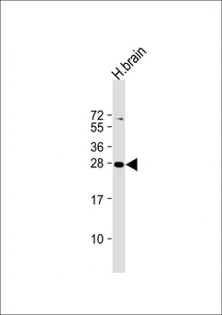 PLD6 Antibody