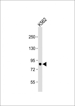 SPATA5L1 Antibody