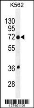 TMEM151B Antibody