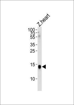 H2AFZ Antibody