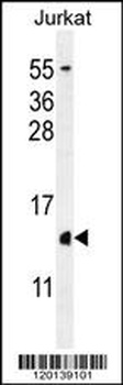 H2AFZ Antibody