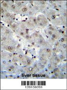 H2AFZ Antibody