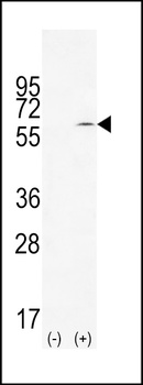 KLF10 Antibody