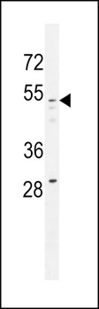 GOG8A Antibody