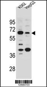 SLC9B1 Antibody