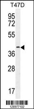 FBLN7 Antibody