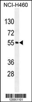 MIER2 Antibody