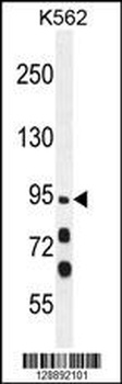 MYO19 Antibody