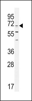 CPSF3L Antibody