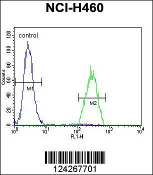 B3GALT5 Antibody
