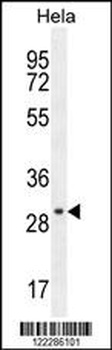 EMG1 Antibody