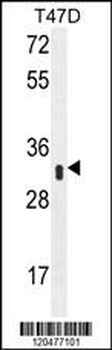 IFI35 Antibody