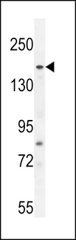FGD6 Antibody