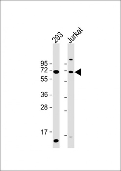 CYP2B6 Antibody
