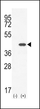 CLEC11A Antibody