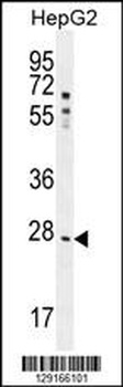 NR0B2 Antibody