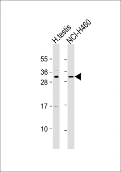 TEX37 Antibody