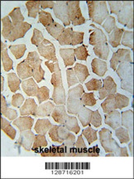 SRBD1 Antibody
