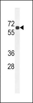 BCO2 Antibody