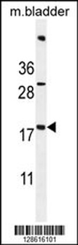 ACN9 Antibody