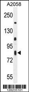 ERMARD Antibody