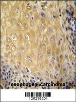 ERMARD Antibody