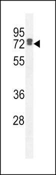 LRC40 Antibody