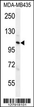 ZC3H3 Antibody