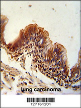 NME9 Antibody