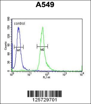 HEMK1 Antibody