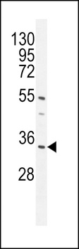 C18orf25 Antibody