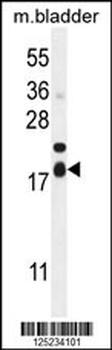 FAM162A Antibody