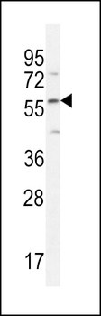 FAM20C Antibody